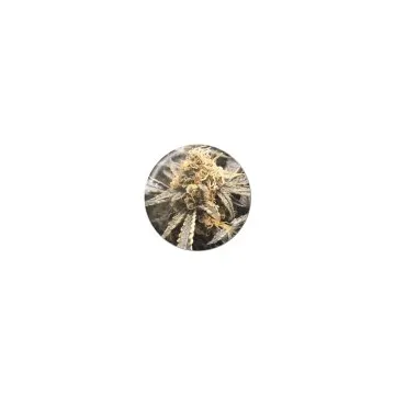 Recovery CBD 3 semillas