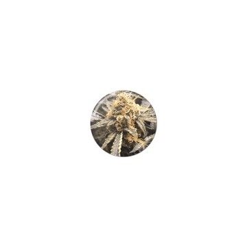 Recovery CBD 5 semillas