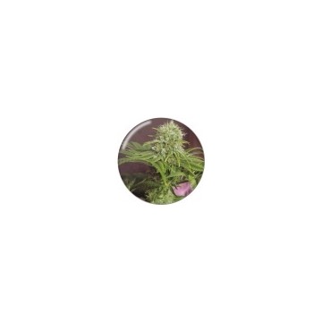 Elixir Vitae CBD 3 semillas