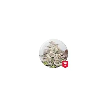 Mendocino Purple Kush 3...
