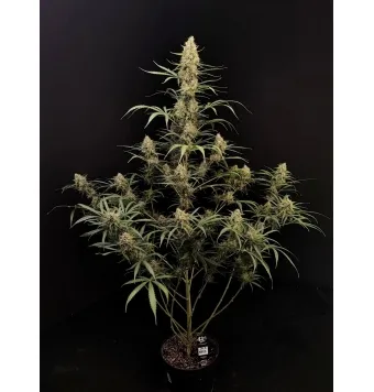 Jack Herer Auto 3 semillas