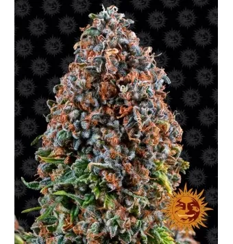Critical Kush 3 semillas