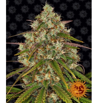 Liberty Haze de 3 semillas