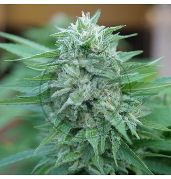 Moby Delicious 1 semillas