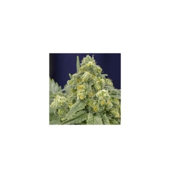White Widow 5 semillas