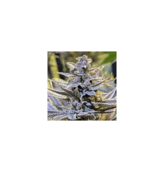 Gorilla Frost 5 semillas