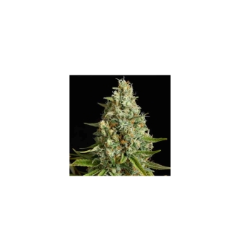 Amnesia Lemon 3 semillas