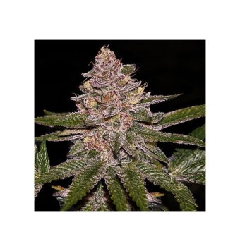 Radical Juice Auto 3 semillas