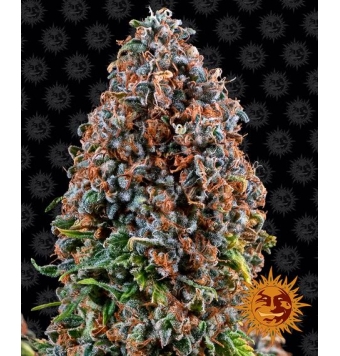 Critical Kush 5 semillas