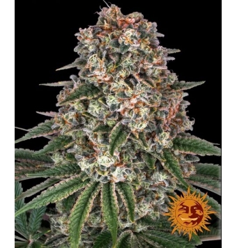 Tropicanna Banana 3 semillas