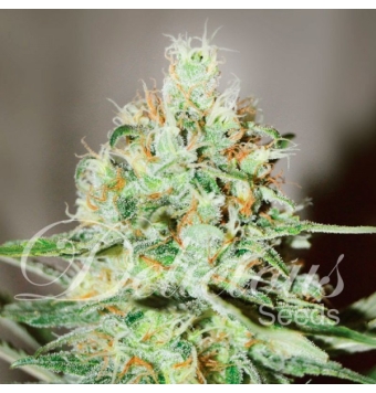 Jägg Kush 5 semillas