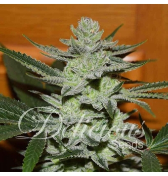 Unknown Kush 5 semillas
