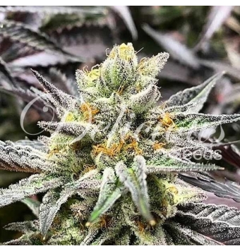 Delicious Cookies 5 semillas