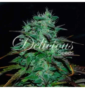 Chocobang 5 semillas