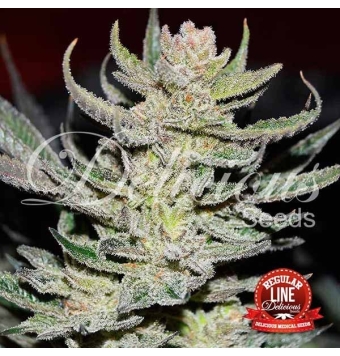 Unknown Kush 5 semillas...