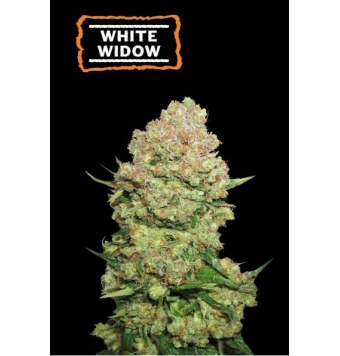 Semillas de White Widow...