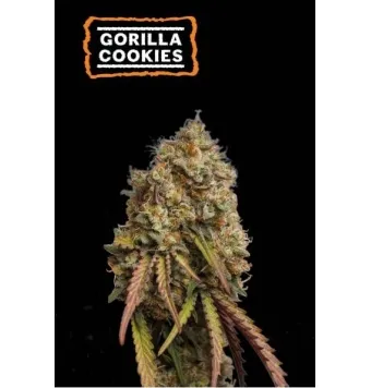 Semillas Gorilla Cookies...