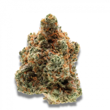 Monkey Glue 3+1