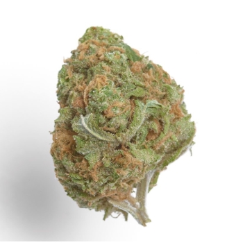 Banana Glue 5+2