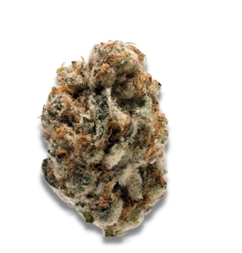 K.O. Kush 5+2 semillas
