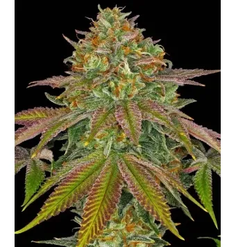 Wedding Cake 3 semillas