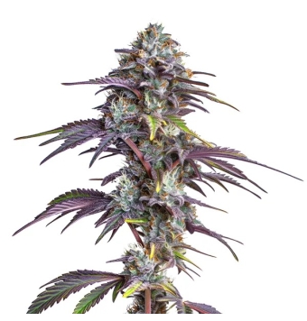 Semillas Blackberry...