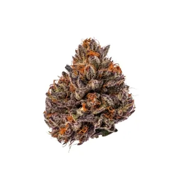 Semillas Tropicana Cherry 5+2