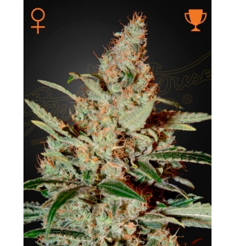 Chemdog Green House 3 seeds