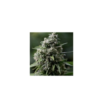 Critical + 2.0 5 semillas