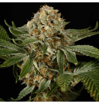 OG Kush 3 semillas