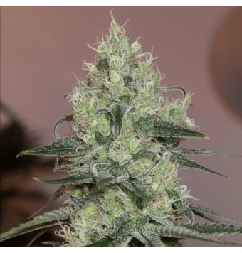 Original Amnesia 3 semillas