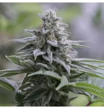 Zkittlez 2.0 de 3 semillas