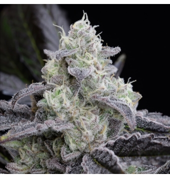 L.A. Vanilla Cake 3 semillas