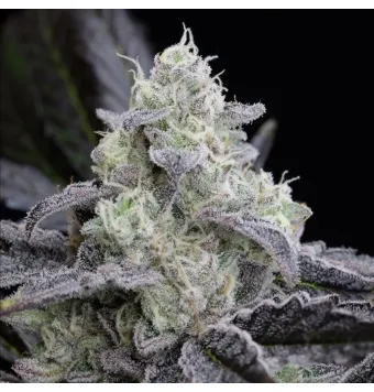 L.A. Vanilla Cake 3 semillas