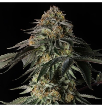 Rainbow Gas 3 semillas