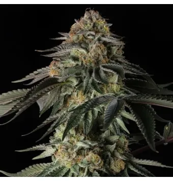 Rainbow Gas 3 semillas