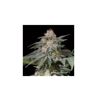 Lemon Tree 2.0