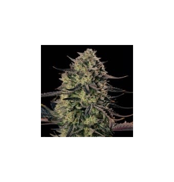 Alien Gas XXL Auto 3 semillas