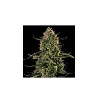 Mac Dawg XXL Auto 3 semillas
