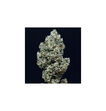 Critical 2.0 Auto 3 semillas