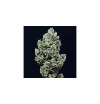 Critical 2.0 Auto 3 semillas
