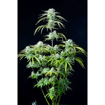 Strawberry Banana Auto Fast...