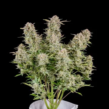 Bruce Banner Auto de Fast...