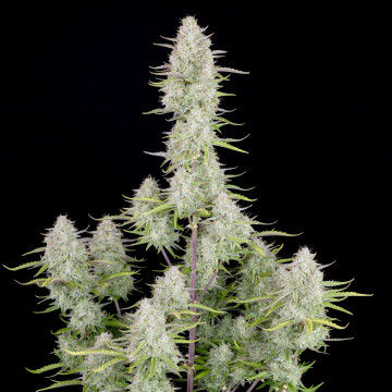 Wedding Cheesecake Auto...