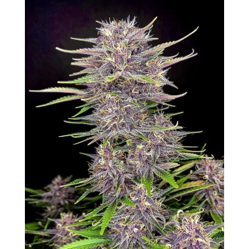 Banana Purple Punch de Fast...