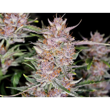 Gorila Punch de Fast Buds 3...