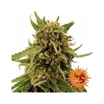 CBD Critical Cure 3 semilla