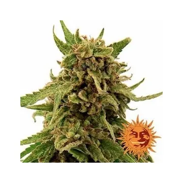 CBD Critical Cure 3 semilla