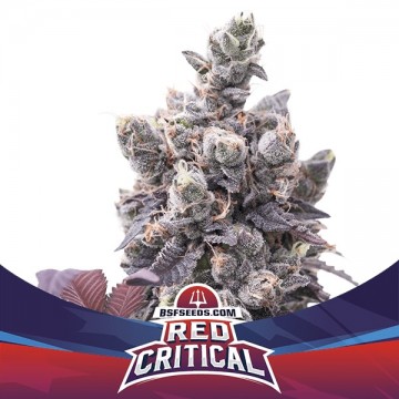 Red Critical Auto 2 semillas