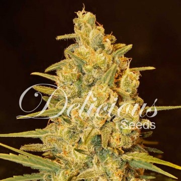 Critical Sensi Star 5 semillas